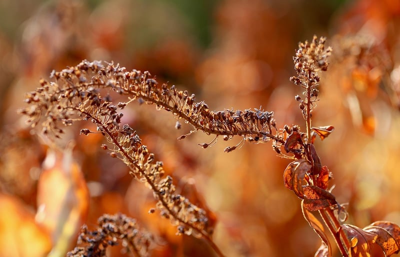 Fall colors